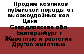 Продам козликов нубийской породы от высокоудойных коз › Цена ­ 7 000 - Свердловская обл., Екатеринбург г. Животные и растения » Другие животные   